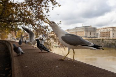 Martı, Tiber nehrinin setinde bir ödül yakalıyor. Roma, İtalya