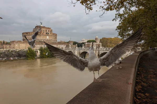 Möwen Ufer Des Tibers Rom Italien — Stockfoto