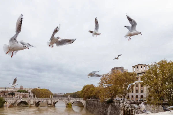 Möwen Ufer Des Tibers Rom Italien — Stockfoto