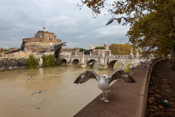 Ufer Des Tibers Fängt Die Möwe Einen Leckerbissen Rom Italien — Stockfoto