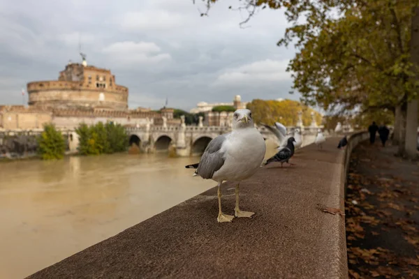 Möwen Ufer Des Tibers Rom Italien — Stockfoto