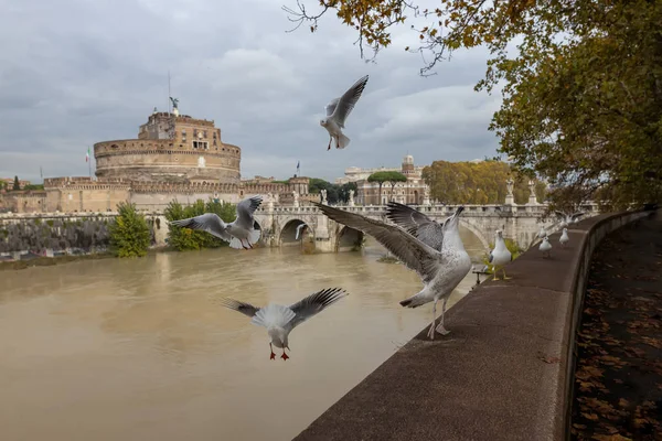 Möwen Ufer Des Tibers Rom Italien — Stockfoto