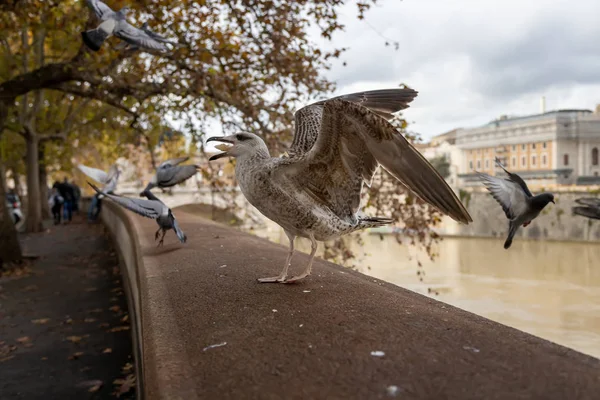 Gaviota Atrapa Una Golosina Terraplén Del Río Tíber Roma Italia — Foto de Stock