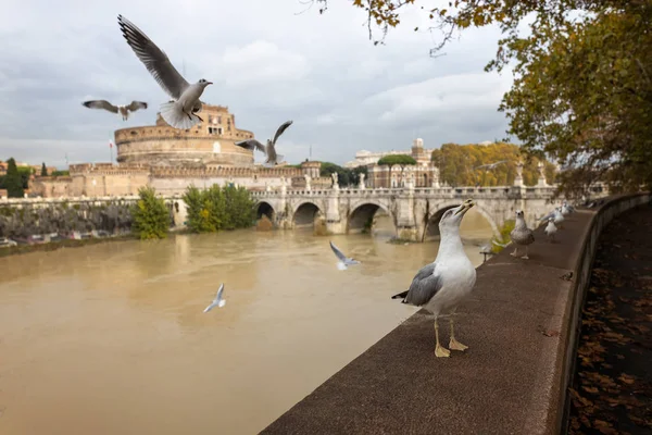 Möwen Ufer Des Tibers Rom Italien — Stockfoto