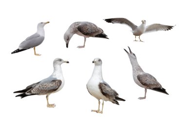 Avrupa ringa martıları (Larus argentatus) beyaz arka planda izole edilmiştir.