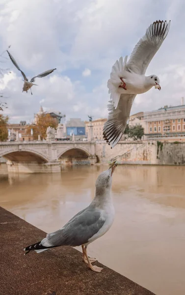 Conflict Two Seagulls Food — Stock Photo, Image