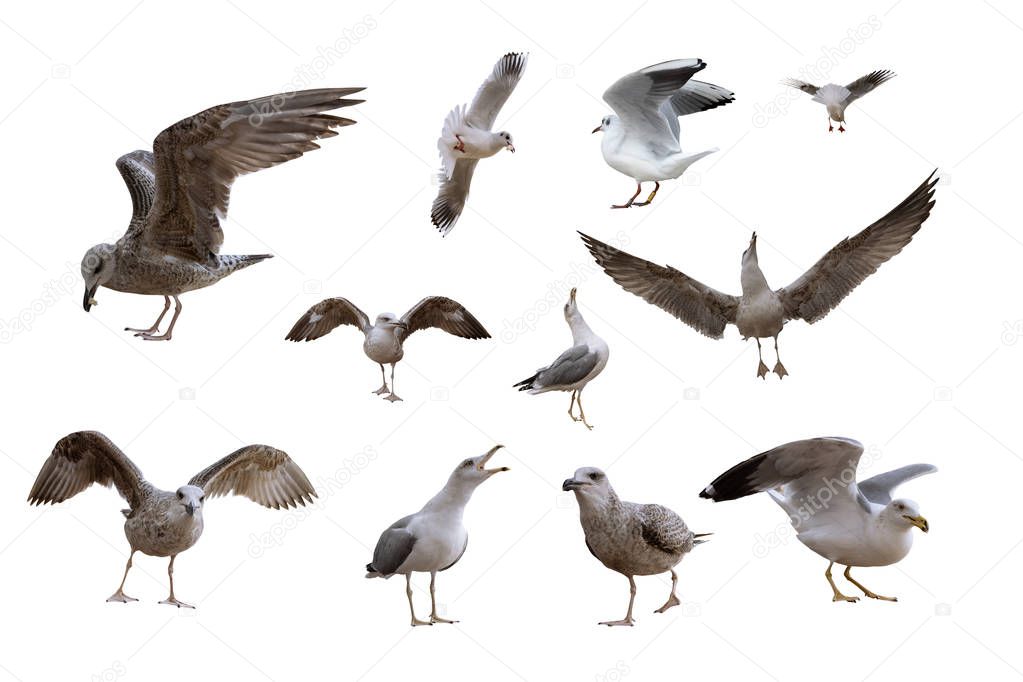 Gulls isolated on the white background