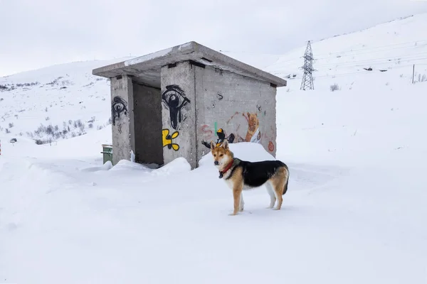 Teriberka Murmanskin Alue Venäjä Bussipysäkki Lumen Peitossa Koira Seisoo Bussipysäkin — kuvapankkivalokuva