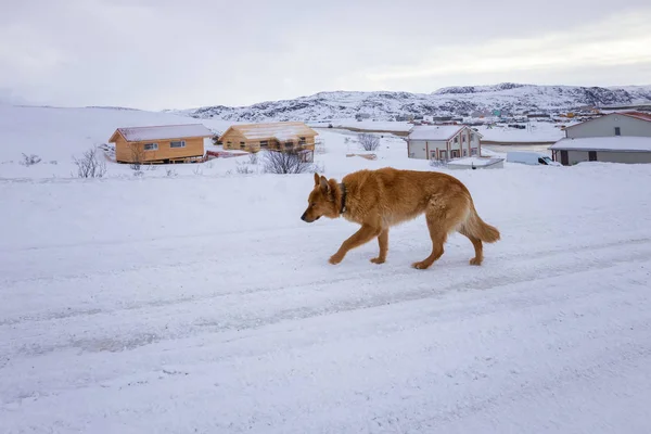 Červený Pes Stojí Silnici Staré Rybářské Vesnici Břehu Barentsova Moře — Stock fotografie