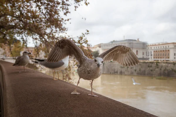 Sea Gulls Sitting Embankment Tiber River Rome Italy — Stock Photo, Image