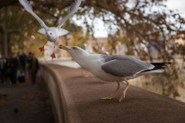 Sea gulls catch a treat on the embankment of the Tiber river. Rome, Italy clipart