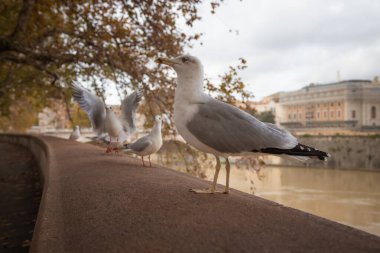 Roma, İtalya 'daki Tiber nehrinin setinde oturan martılar.