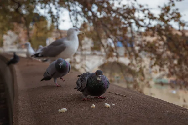 Vögel Sitzen Ufer Des Tibers Rom Italien Taube Frisst Leckerbissen — Stockfoto