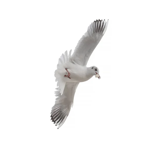 Seagull Isolated White Background — Stock Photo, Image