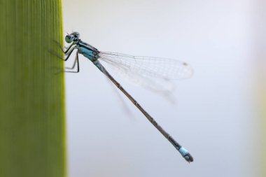 Mavi Damselfy/Dragon Fly/Zygoptera bambu kök kenarına oturmuş