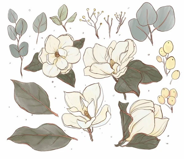 Komplet Pięknych Ręcznie Rysowanych Kwiatów Liści Pąków Jagód Białym Tle — Zdjęcie stockowe