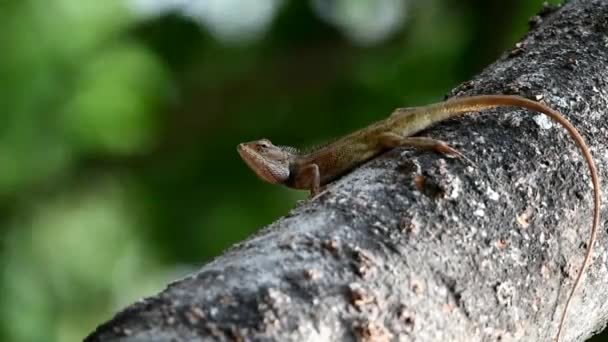 Chameleons Grayish Brown Color Long Tails Mango Tree Targeting Prey — Stockvideo