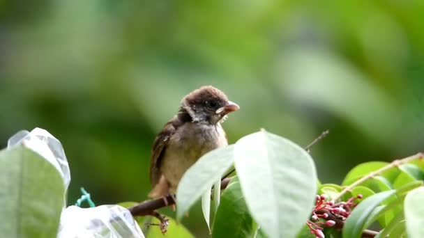 Gorrión Plumas Grises Encaramado Una Rama — Vídeos de Stock