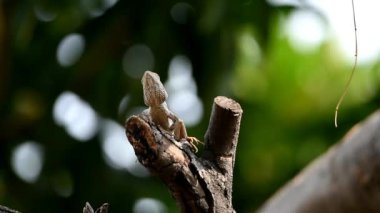 The chameleons are grayish brown in color, with long tails on the mango tree targeting prey