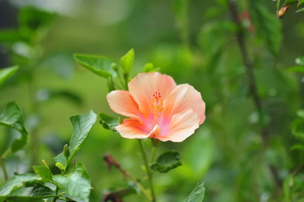 Piękne kwiaty z pomarańczowymi otworami i kwiatowymi tłokami — Zdjęcie stockowe