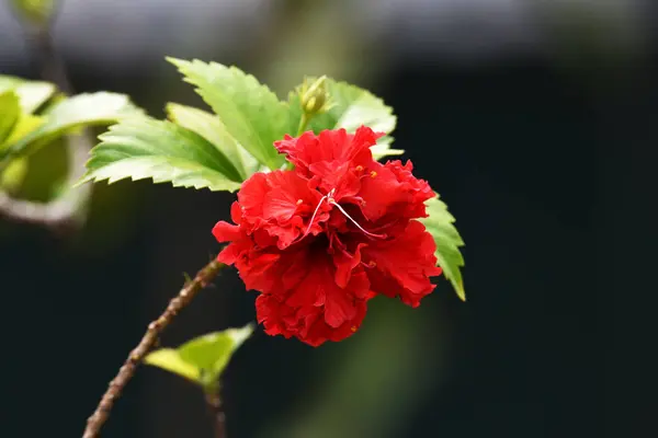 Czerwone Kwiaty Kwitną Kilkoma Liśćmi Zielonymi Łodygami Rano Ogrodzie — Zdjęcie stockowe