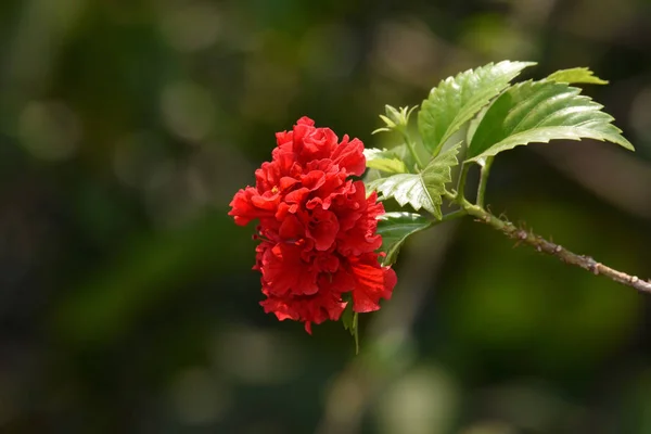 Rote Blumen Blühen Morgens Garten Mit Ein Paar Blättern Und — Stockfoto