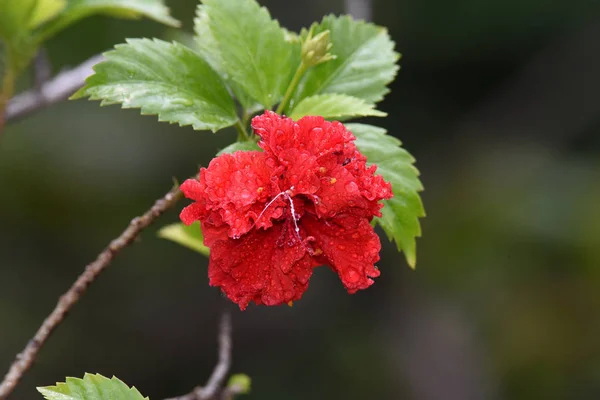 Rote Blumen Blühen Und Das Regenwasser Ist Noch Mit Ein — Stockfoto