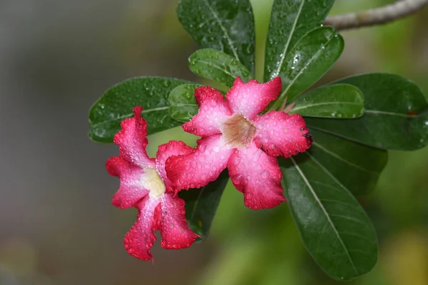 Röda Och Vita Blommor Blommar Och Vattnet Från Regnet Sitter — Stockfoto