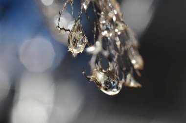 Yağmurdan arta kalan su damlaları kurumuş Lea 'da asılı.