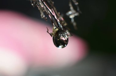 Yağmurdan arta kalan su damlaları kurumuş Lea 'da asılı.