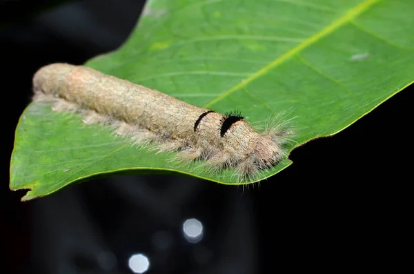 The gray-colored caterpillar has a full length of fine hair all over its body with a round head