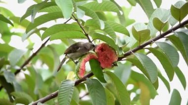 Kuş ince tüylü, gri tüylü, göğsünde beyaz, siyah kanatlı, siyah çizgili, siyah gagalı, ağaçta tüneyen ve guava yiyen bir kuş.