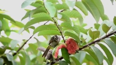 Kuş ince tüylü, gri tüylü, göğsünde beyaz, siyah kanatlı, siyah çizgili, siyah gagalı, ağaçta tüneyen ve guava yiyen bir kuş.