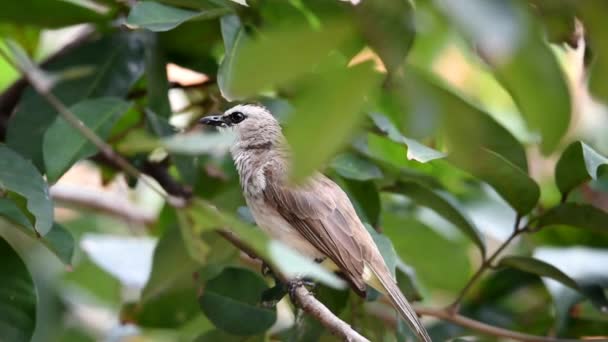 鳥は胸に灰白色の羽を細かく羽状に白い頭に黒い縞模様の黒い脚を木の上に垂らしグアバを食べる — ストック動画