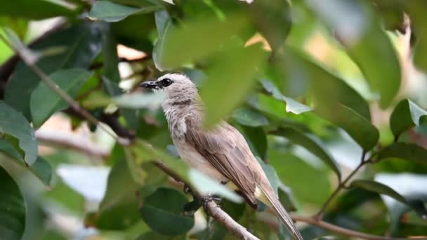 Oiseau Finement Plumé Blanc Grisâtre Sur Poitrine Ailes Noires Tête — Video