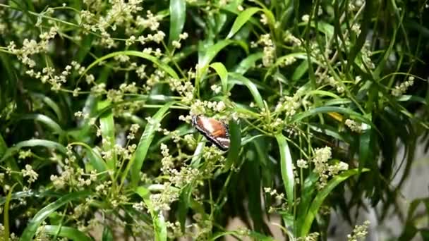 Borboleta Preto Branco Acima Dos Botões Flor Estão Florescendo Enquanto — Vídeo de Stock