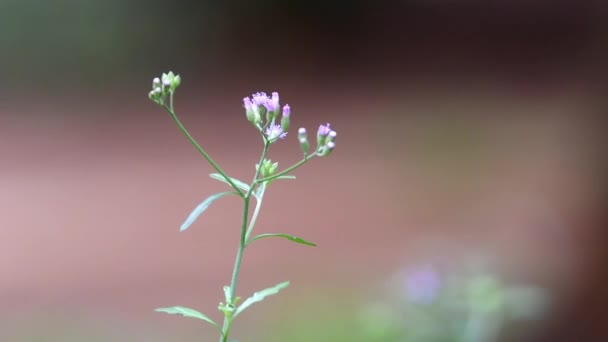 Flores Roxas Brancas Com Backgraound Bokeh Amarelo Acastanhado — Vídeo de Stock