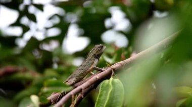 Bukalemun, yıldız meyvesi yaprağının dalına tünemiş tırtıklı bir kafa şeklindeki uzun kuyruklu, dört ayaklı bir yılan pulu gibi kaba ve dokudur.
