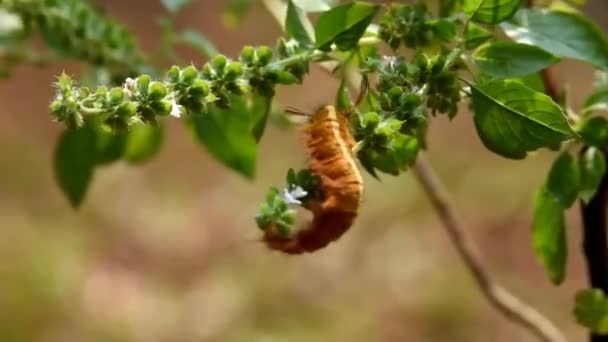 Den Gulfärgade Larven Har Full Längd Fint Hår Över Hela — Stockvideo