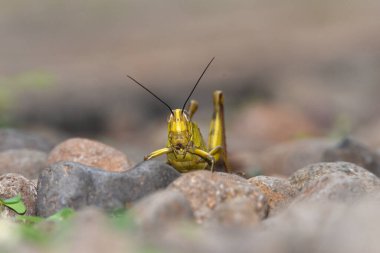 Sarı çekirge kahverengi kanatlı ahşap oval yuvarlak bir kafanın üzerinde koyu gri renkte iki anten var.-