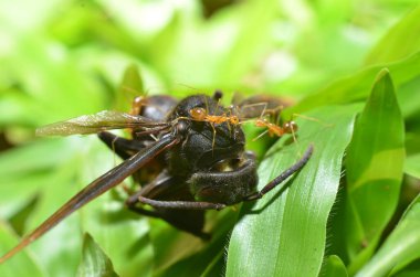 Kırmızı karınca, üzerinde siyah gözlü iki anten olan yuvarlak, parlak bir vücuttur.