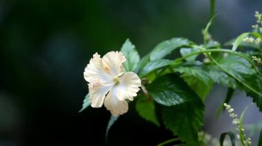 Çiçekler birkaç yaprak ve yeşil saplarla açar bahçıvan 01 'de sabah