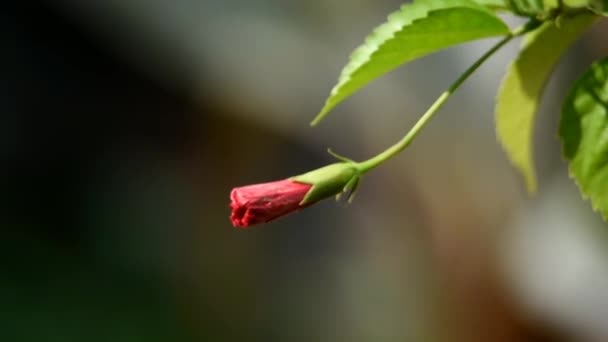 Blommor Blommar Med Gra Blad Och Grã Stammar Morgonen Trã — Stockvideo