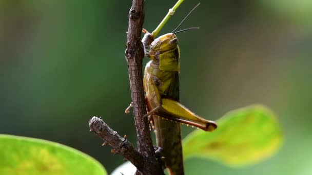 Saltamontes Amarillo Con Ojos Redondos Ovalados Grises Tiene Una Antena — Vídeos de Stock