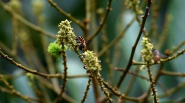 Siyah kanatlı nektar arısı koyu kahverengi yuvarlak gözlü yuvarlak kafalı