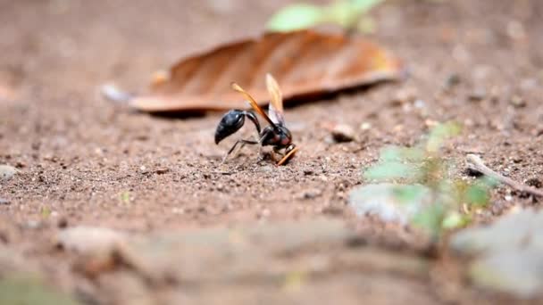Brownish Black Wasps Wings Stretched Dark Brown Downy Body Belly Video Clip