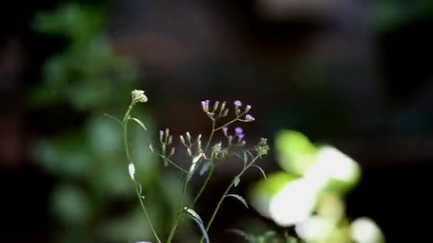 Violette Und Weiße Blüten Mit Bräunlich Gelbem Bokeh — Stockvideo