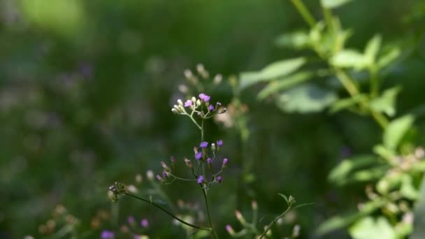 Fialové Bílé Květy Zeleným Bokeh Backgraound — Stock video