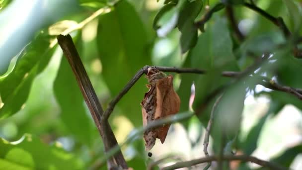 Clania Brown Bag Caterpillar Head Blackish Brown Wraps Its Body — Stock Video