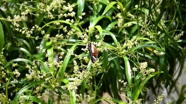 Borboleta Preto Branco Acima Dos Botões Flor Estão Florescendo Enquanto — Vídeo de Stock